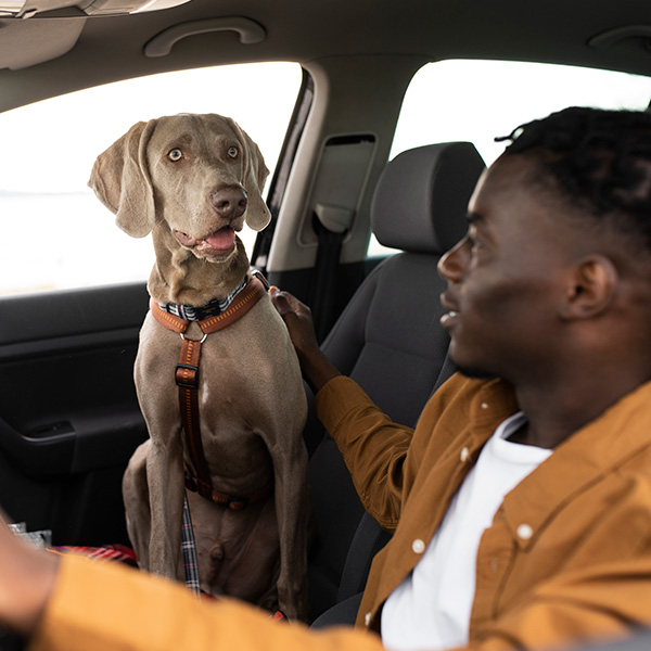 Driving with pets